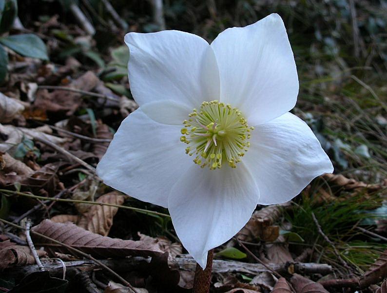 Helleborus niger / Rosa di Natale